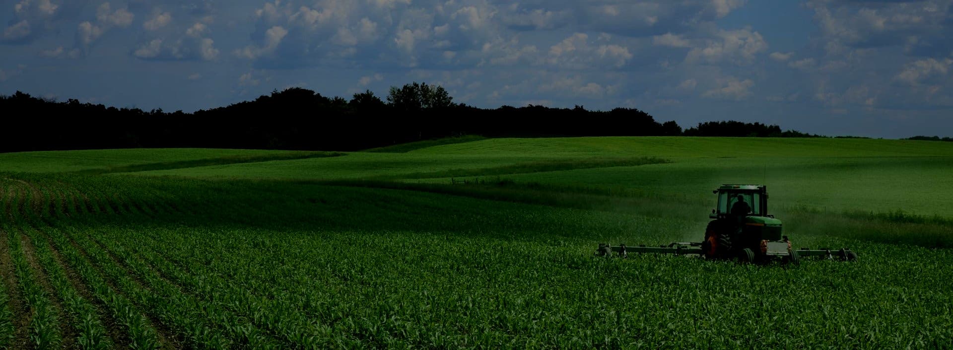 Maize Farm